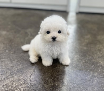 미니비숑 분양합니다